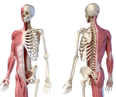The Musculoskeletal System: Everything You Need To Know